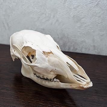 Amazon Siberian Musk 鹿 女性 タクシーダーミー スカル ムスク鹿 頭蓋骨 あご 骨 骸骨 歯 販売 リアル 装飾 ライフサイズ 純正 St4932 Storetaxidermy Llc Taxidermy Studio スポーツ アウトドア Amazon Siberian Musk 鹿 女性 タクシーダーミー スカル ムスク鹿 頭蓋骨 あご 骨 骸骨 歯 販売 リアル 装飾 ライフサイズ 純正 St4932 Storetaxidermy Llc Taxidermy Studio スポーツ アウトドア