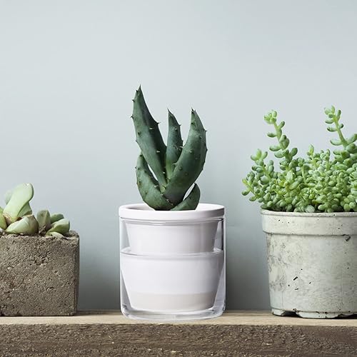 Miniatura 5 de D'vine Dev 373-A-2 - Maceta de riego automático de 4 pulgadas para plantas de interior, macetas de terracota blanca con vaso cilíndrico de vidrio,