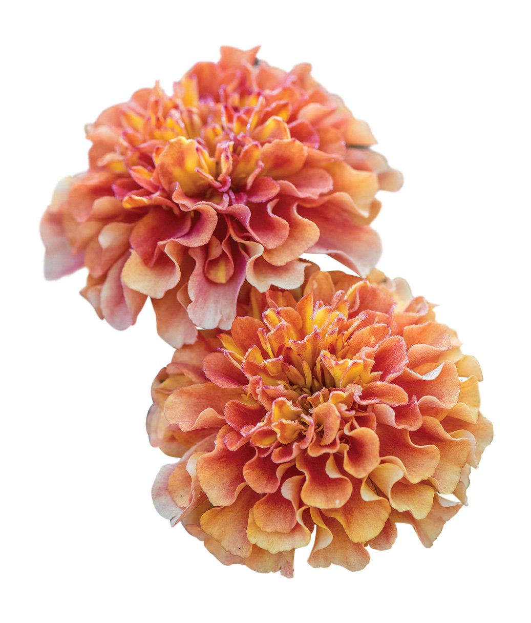 Burpee Strawberry Blonde Marigold Seeds 50 seeds