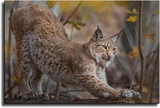 Wall Art Bobcat Wildcat Poster Wall Art Canvas Painting Picture Print Living Room Bedroom Decor (12x18inch-No Framed)