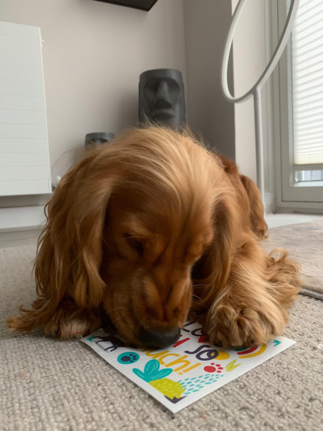 Scoff Paper Edible Dog Gotcha Card, The Anniversary Card Your Dog Can Eat! HAPPY GOTCHA DAY, Single A5 - Image 2