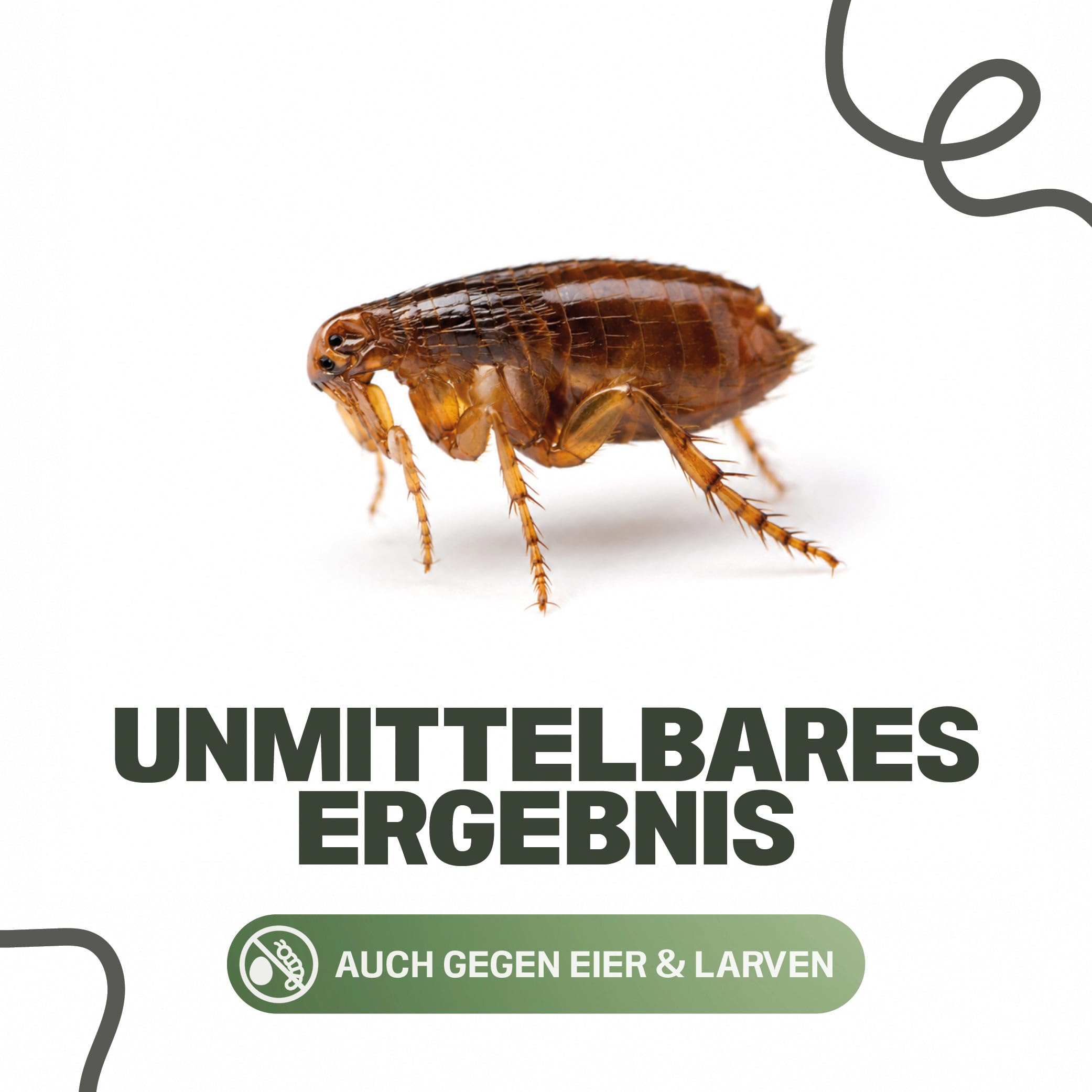 INSIGO Flohspray für Wohnung und Möbel 5L + 2L Drucksprüher - Abwehrspray gegen Flöhe mit Sofortschutz - Floh-Spray für Hunde und Katzen - Flohmittel hochwirksam & laborgeprüft
