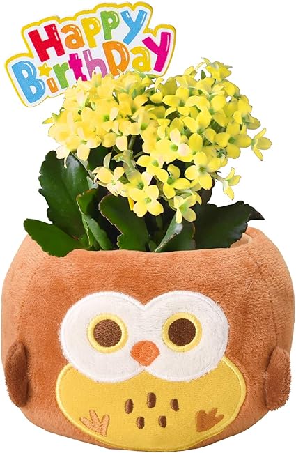 Amazon Amazon限定ブランド 花のギフト社 カランコエ鉢植え からんこえの花 カランコエ 花鉢 鉢花 観葉植物 オンライン通販