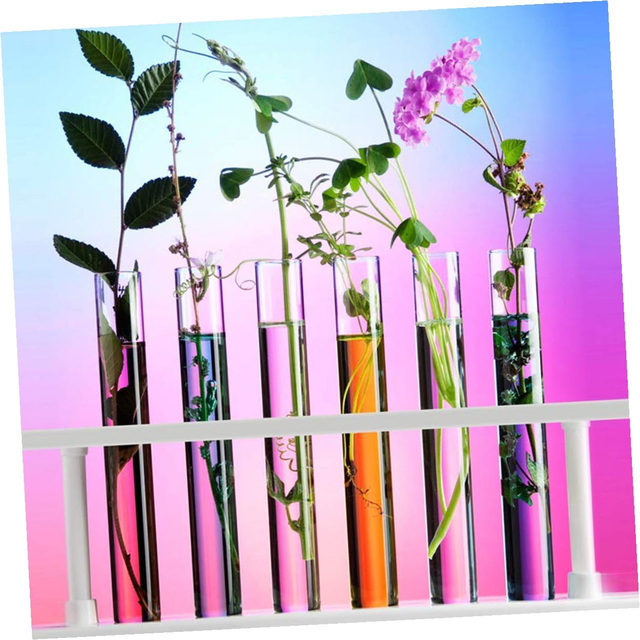 PRETYZOOM 5 Set Provette Trasparenti Accessori Per Provette Da Laboratorio Multiplo Terrarium Jar Contenitore Contenitori Per Confettata Provette Sierologiche Bicchiere 10 Pezzi * 5