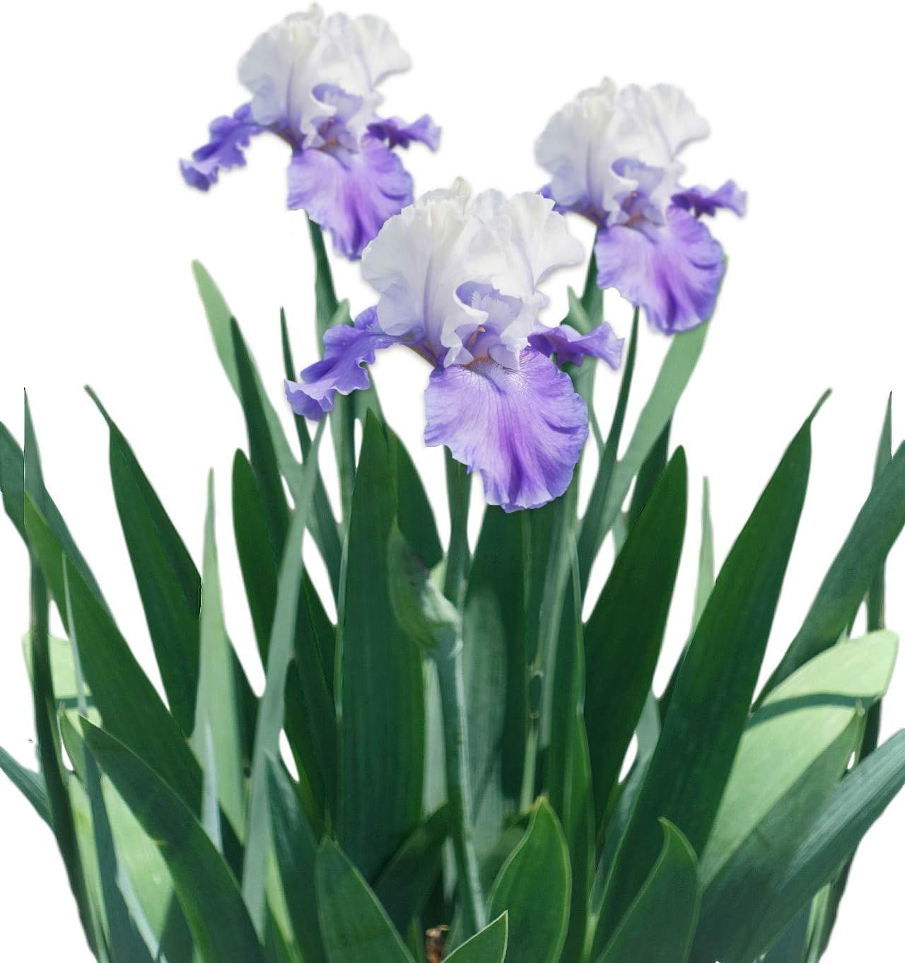 Tubérculos De Iris Para Jardín - Rizomas Perennes, Floración Abundante, 4 Unidades