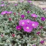 Purple Ice Plants Live Plants for Ground Cover Plant, Trailing Ice Plant Drosanthemum Iceplant Live Perennial, Summer Flowers, 2 Inc Pot