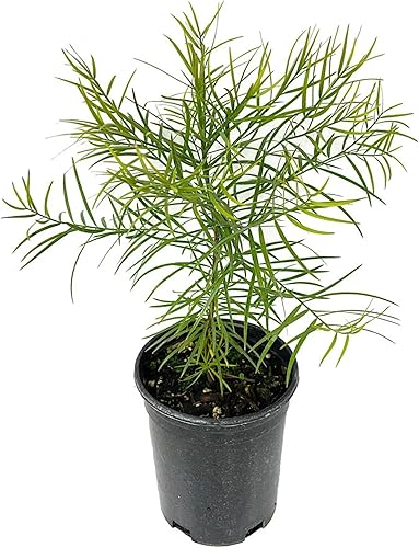 Miniatura 2 de Semillas premium de Podocarpus Gracilior - Cultiva tu propio pino de helecho exótico (semilla, 100, unidad)