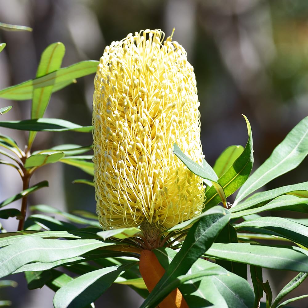 Amazon.co.jp: バンクシア オブロンギフォリア 5号鉢 1個売り