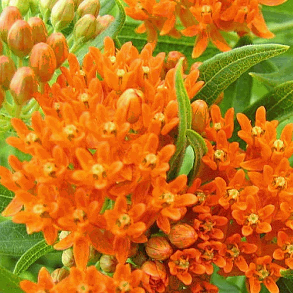 Orange Milkweed Live Plants – 2 Pack,...