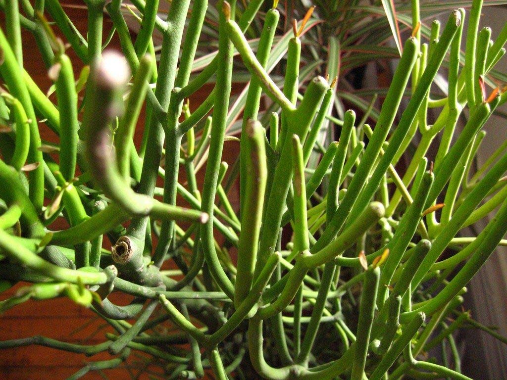 Amazon.com : Pencil Cactus - Live Plant in a 10 Inch Pot - Euphorbia  Tirucalli - Beautiful Indoor Outdoor Succulent Houseplant : Patio, Lawn &  Garden