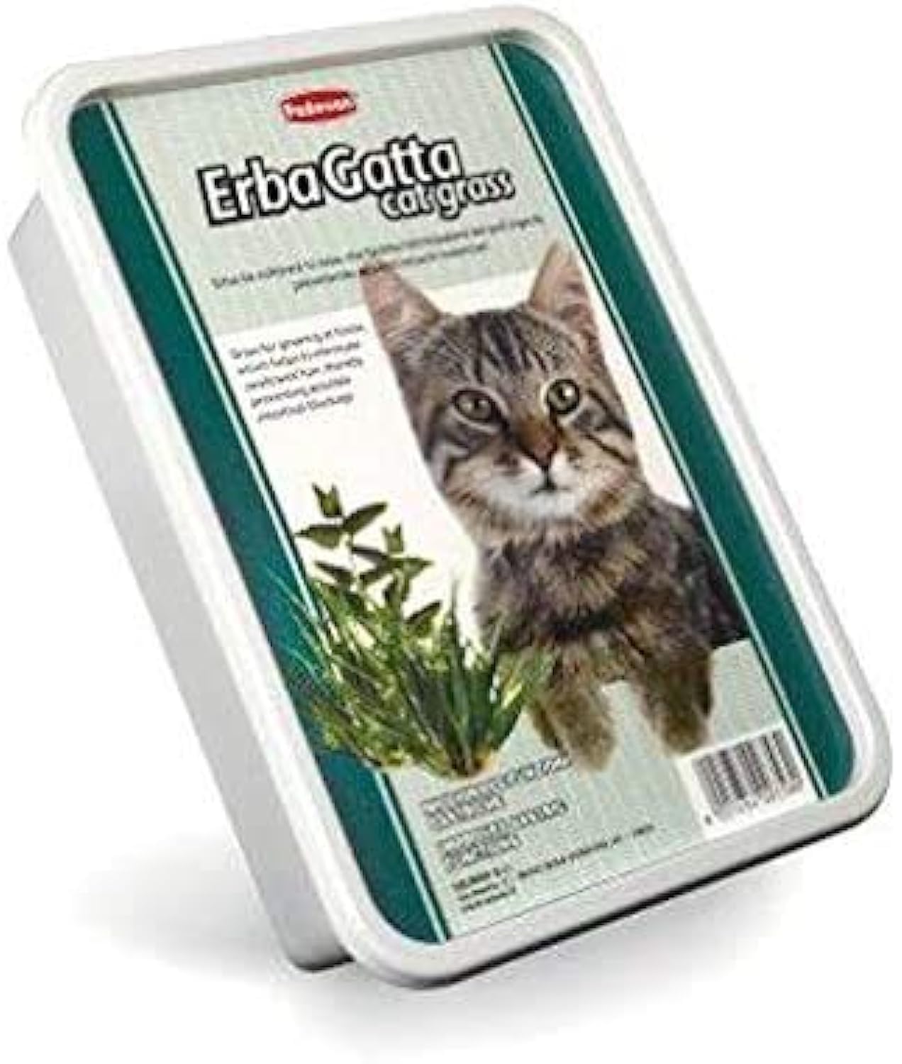 Erba Gatta (Cat Grass)