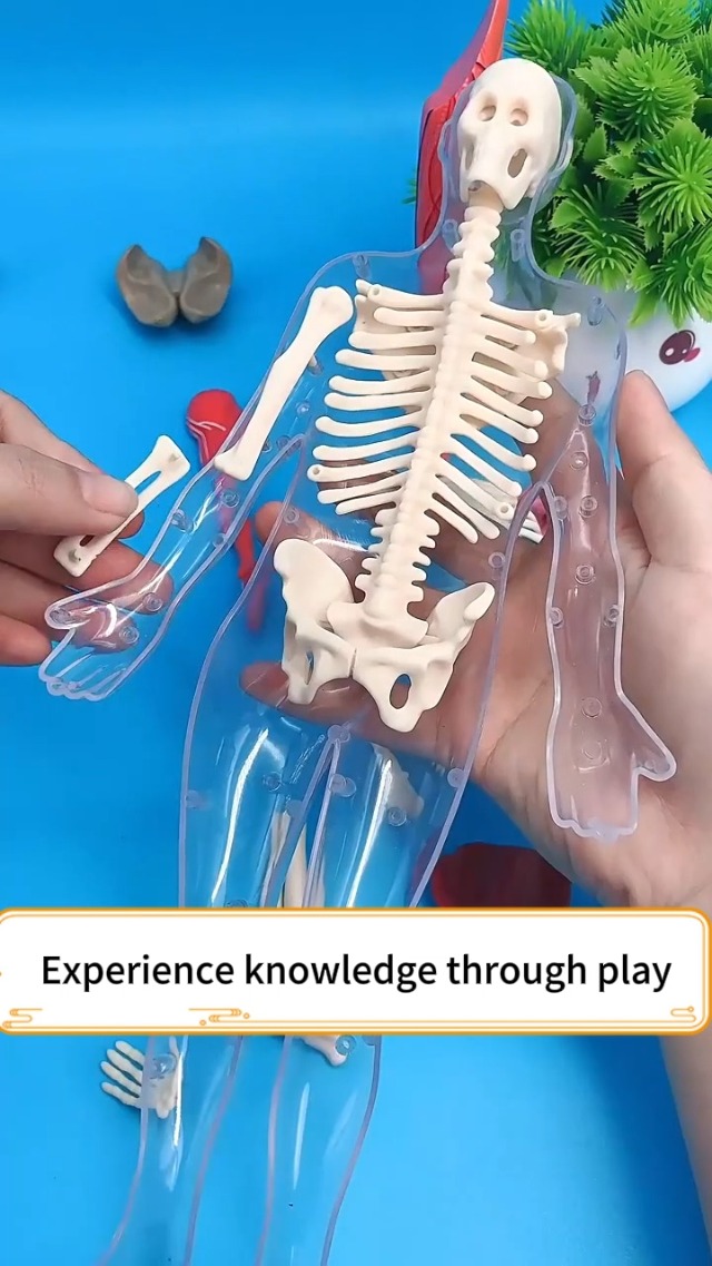 Image of Glow in Dark Human Body Model, 3D Realistic Human Anatomy Model,Removable Human Organ Model for Study Teaching Demonstration