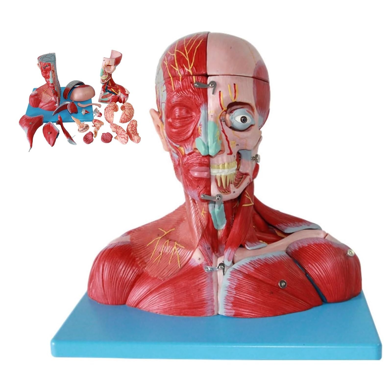 YNIYUJKL Human Head And Neck Muscle Model With Vascular Nerves And Brain, 19 Removable Parts, Detailed Anatomy With 190 Indicator Marks