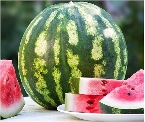 Davids Garden Seeds Fruta Sandía Crimson Sweet 2133 Rojo 50 No-GMO Heirloom Seeds