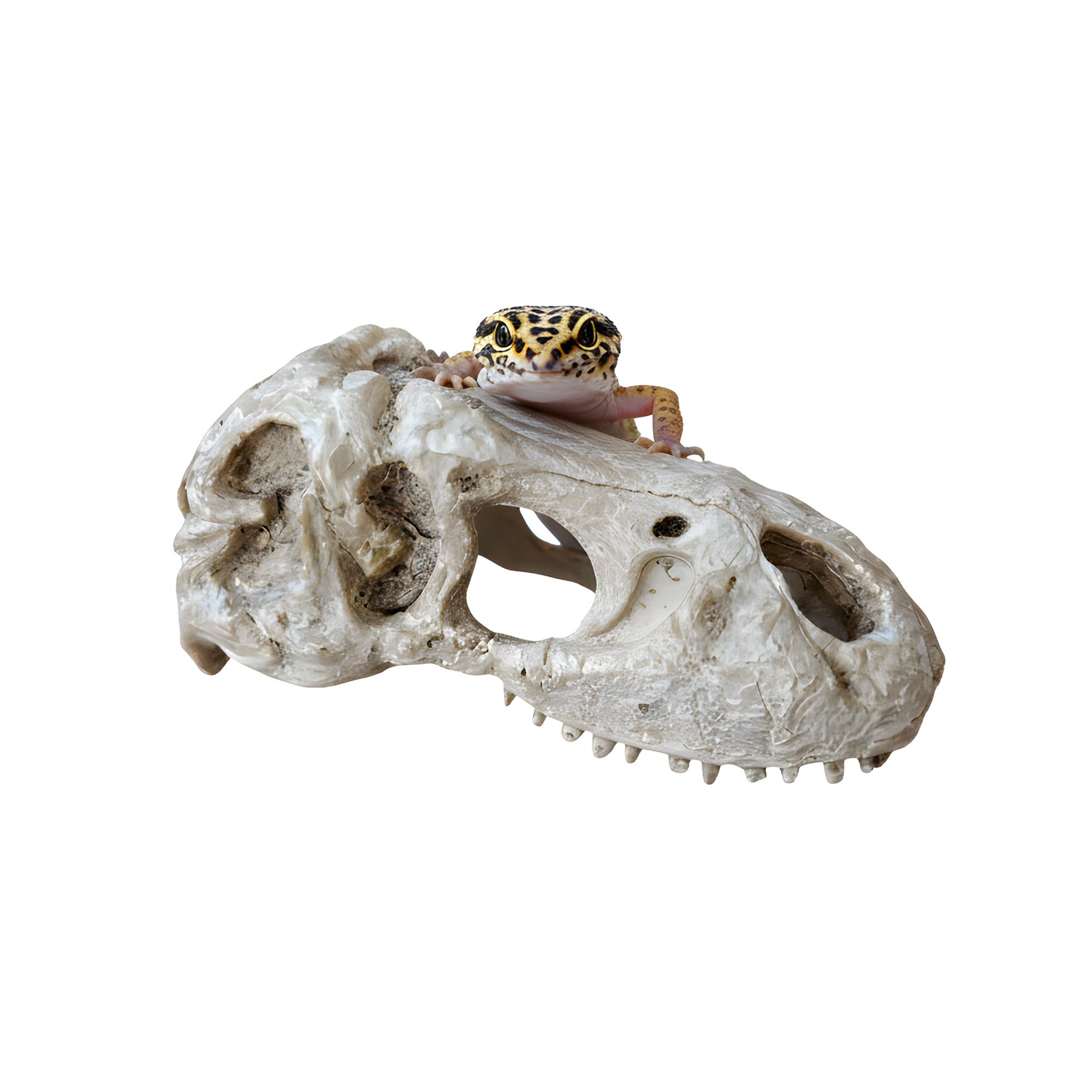 CTWPets T-Rex Skull Fossil Head Tank Ornament β Large Dinosaur Bone Decoration for Fish Tanks, Lizard Terrariums, Gecko or Reptile Enclosures β 5.7" Resin Jurassic Statue for Aquascape & Pet Habitat
