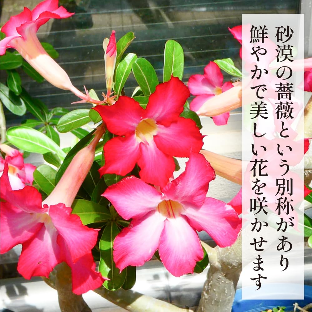 Amazon｜観葉植物 アデニウム アラビカム (A) 砂漠のバラ 天空のバラ