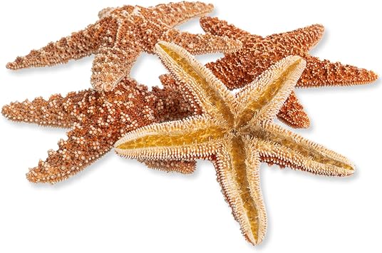 Nautical Crush Trading Real Starfish Decor- 5pk Large Brown Sugar Star Fish 4-6in - Starfish for Crafts - Star Fish Shells Decorations