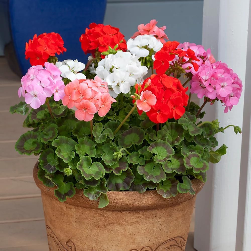 3 Mix Geranium Plants, 3 to 6 Inches Tall Geranium Plants Live - Vibrant Blooms, No Pot, Geraniums Live Plant - Great for Pots, Borders & Hanging Baskets