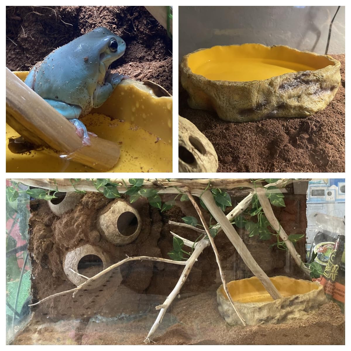 Bol À Eau Pour Terrarium, Accessoire Pour Tortues, Reptiles, Serpent, Gecko, Nourriture