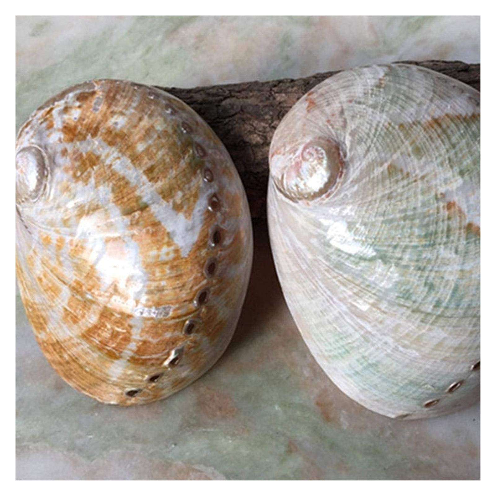 Amazon.co.jp: 13-15cm 大型天然アワビ貝巻貝飾り 手作り DIY 水槽装飾