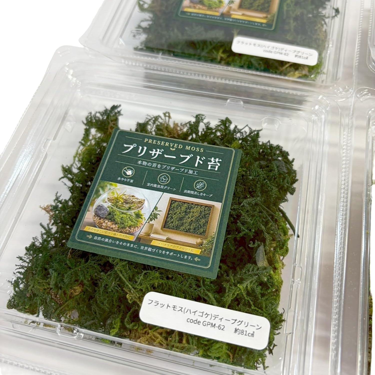 GPM-64 Garden Palette Mono, Moss, Terrarium, Flat Moss, High Gokee, Deep Green, Small Box, Approx. 3.5 x 3.5 inches (9 x 9 cm), Slouch, Pack, Divided Dividing, Preserved Material Kit, DIY, Interior