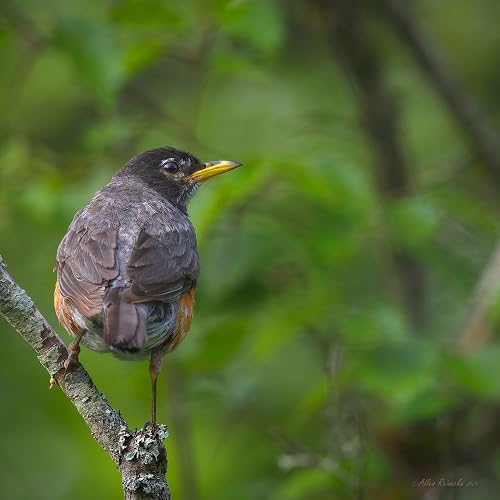Review Image by Allen D. Reinecke