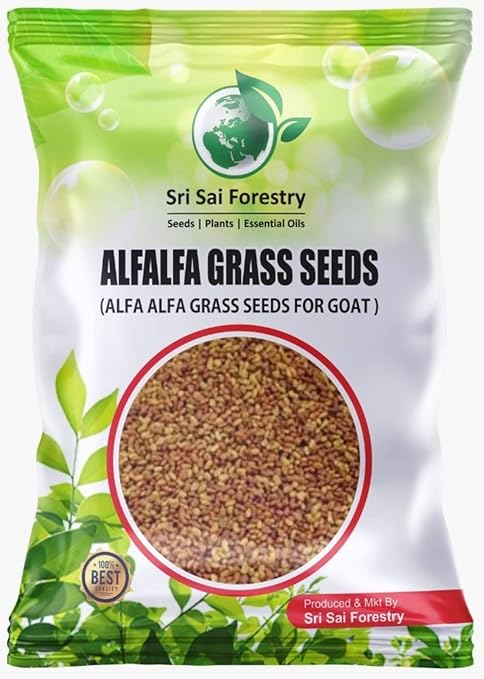 SRI SAI FORESTRY Alfalfa Grass Seeds for Farming 250 Grams - Alfa Alfa Grass Seed for Animal Fodder