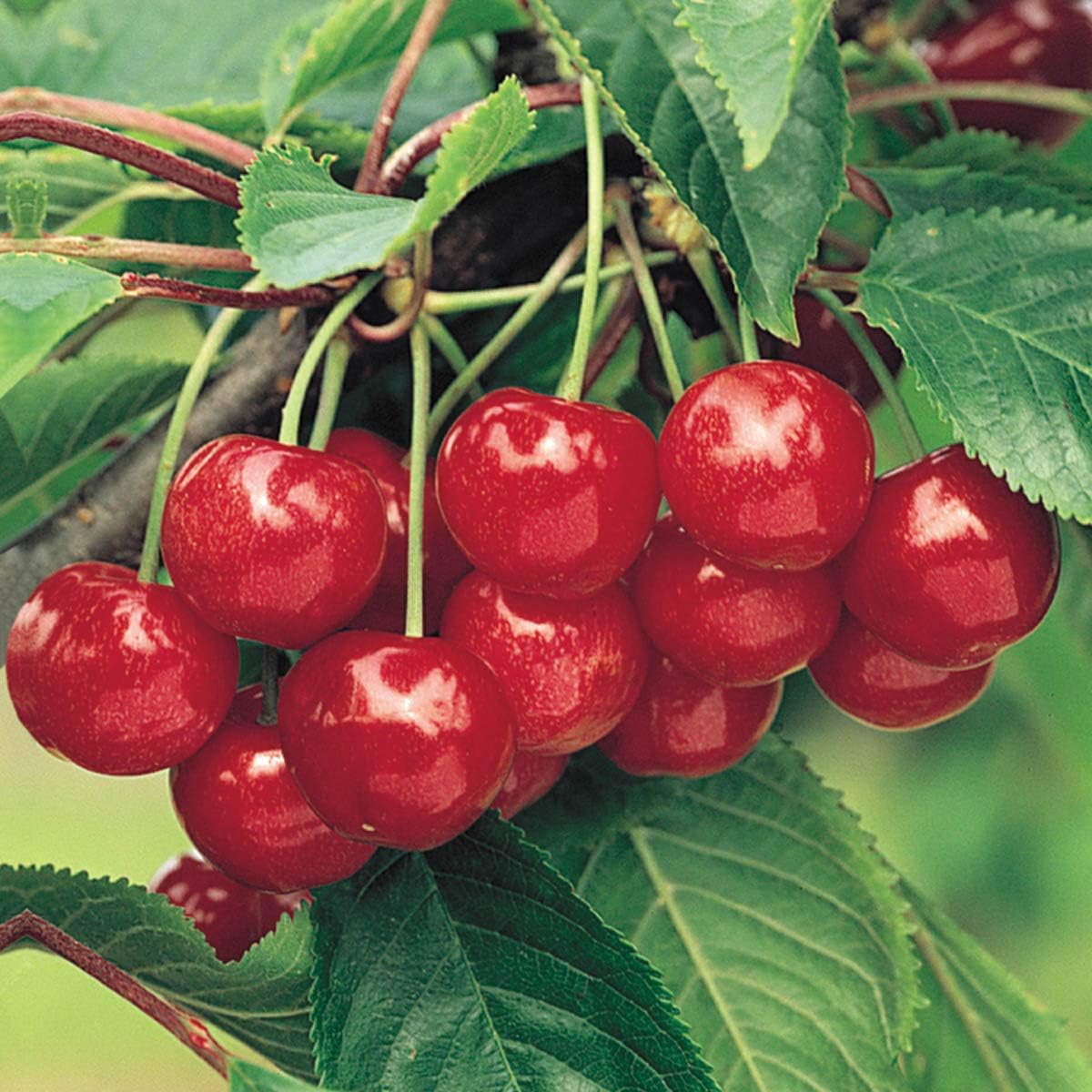 GURNEY'S - Montmorency Cherry Fruit Tree - Live Bare Root Fruit Tree, Produces Red Cherries in The Summer - Due to regulations Can't Ship to AK, CA, CO, GU, HI, ID, PR, OR, VI, and WA
