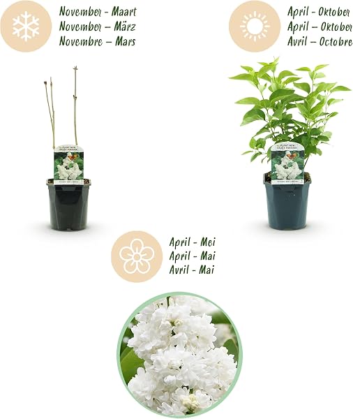 Green boutiQ - Plante de jardin - Syringa vulgaris mme Lemoine - Sering commune - Rustique - Blanc - 1 Plante - Pot 17cm - Hauteur 45cm - 4
