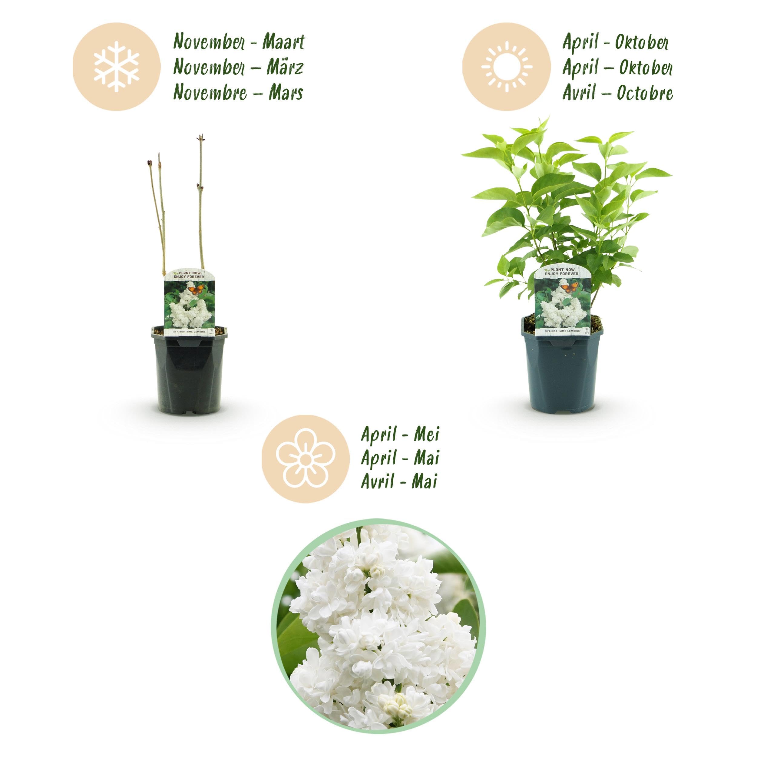 Green boutiQ - Plante de jardin - Syringa vulgaris mme Lemoine - Sering commune - Rustique - Blanc - 1 Plante - Pot 17cm - Hauteur 45cm - 4