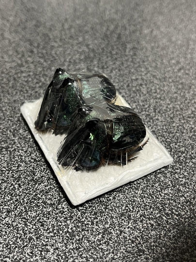 ボナリエンシスオオニジダイコクコガネブルー系大型ペア