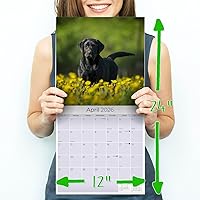 Vista 998 de Razas de Perros 2017