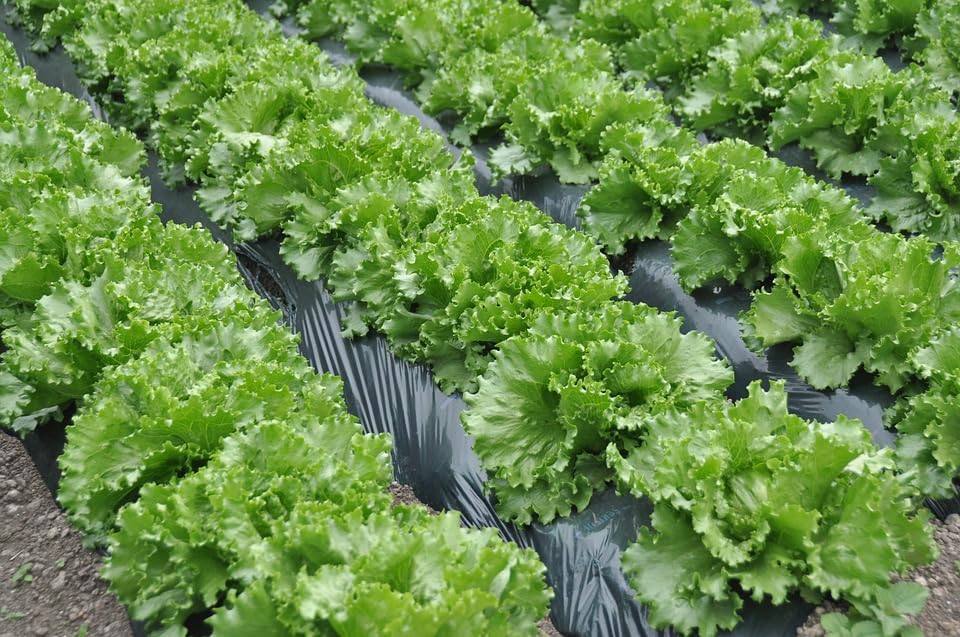 Lettuce Green (Salad Patta) Vegetables Seeds - Pack of 100 Hybrid Seeds
