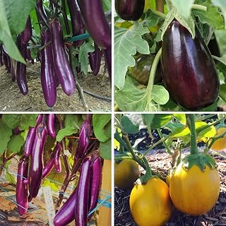 Long Purple Eggplant - Solanum Melongena 'Long Purple' Vegetable Seeds, Also Known as Long Purple Aubergine Home Garden Planting by Heirloom Garden, 60 Seeds