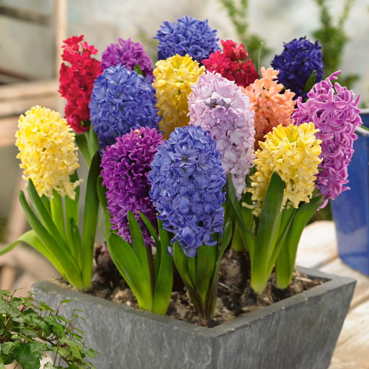Hyacinth Flower Bulbs for Home Gardening and Winter Season Pack of 1 Bulbs By Zabbus-image-5