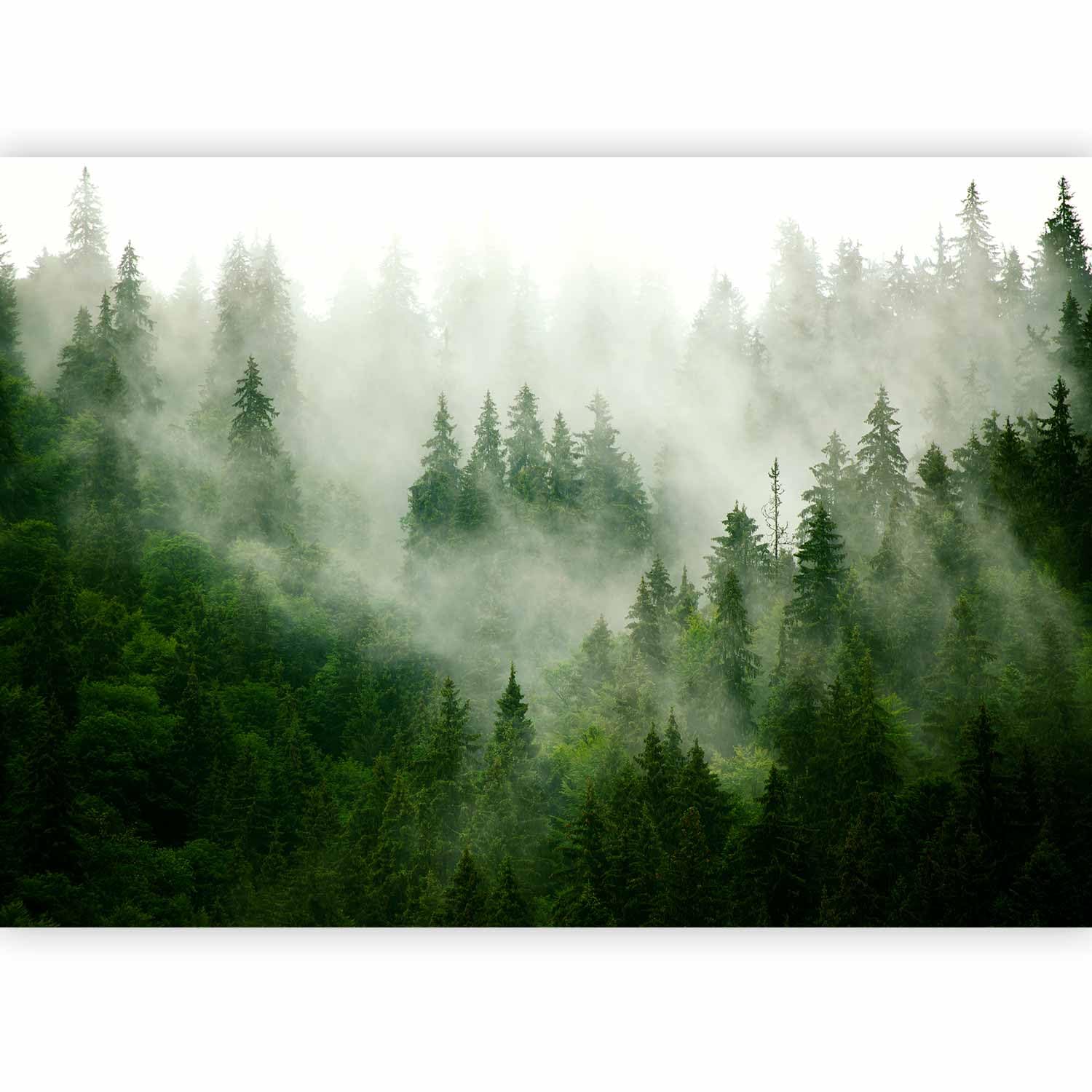 murando Carta da parati Foresta Nebbia 500x350 cm Fotomurali in TNT Murale alla moda Decorazione da Muro XXL Poster Gigante Design Cameretta Carta per pareti Natura Paesaggio scandinavo c-B-0533-a-b