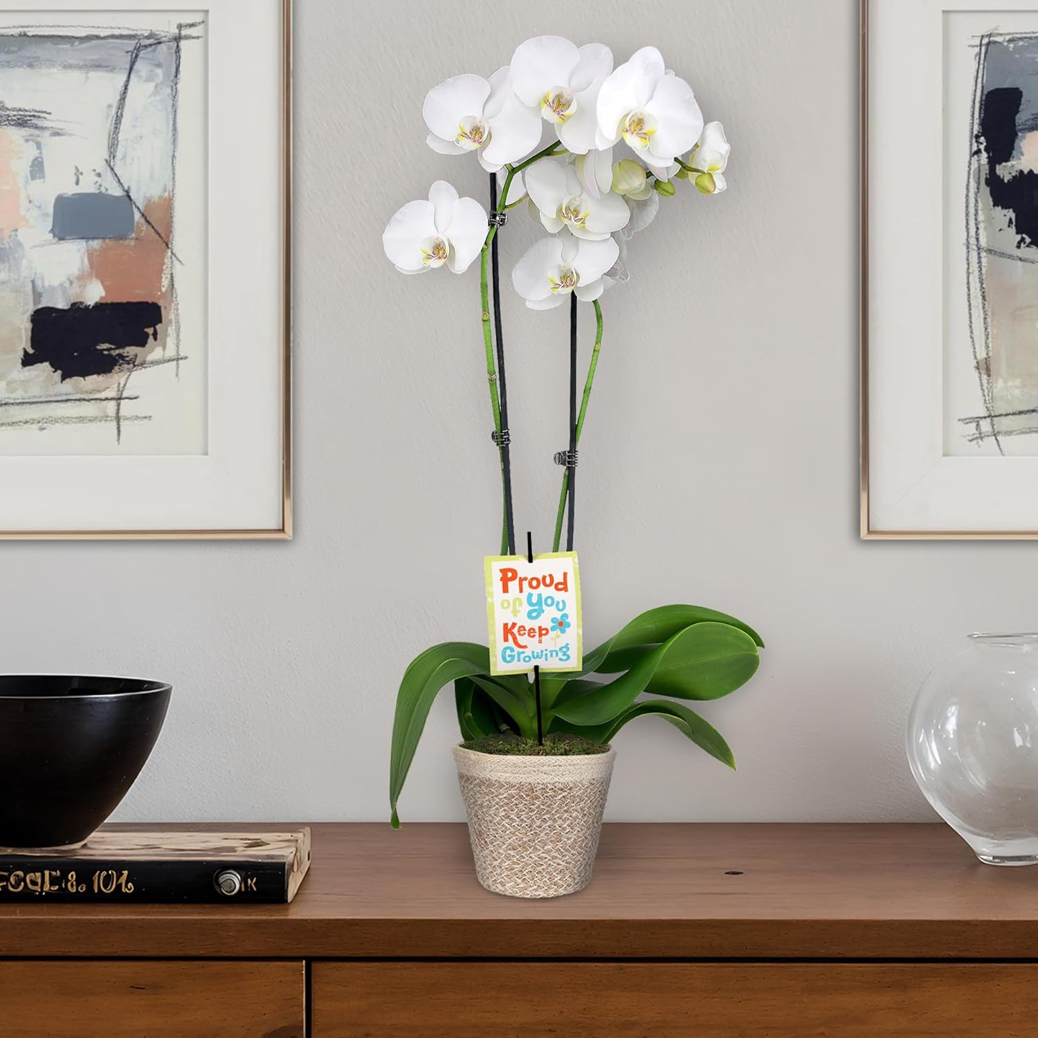 Green Circle Growers 5" White & Yellow Orchid in White Jute Planter, Live Plant – Proud of You