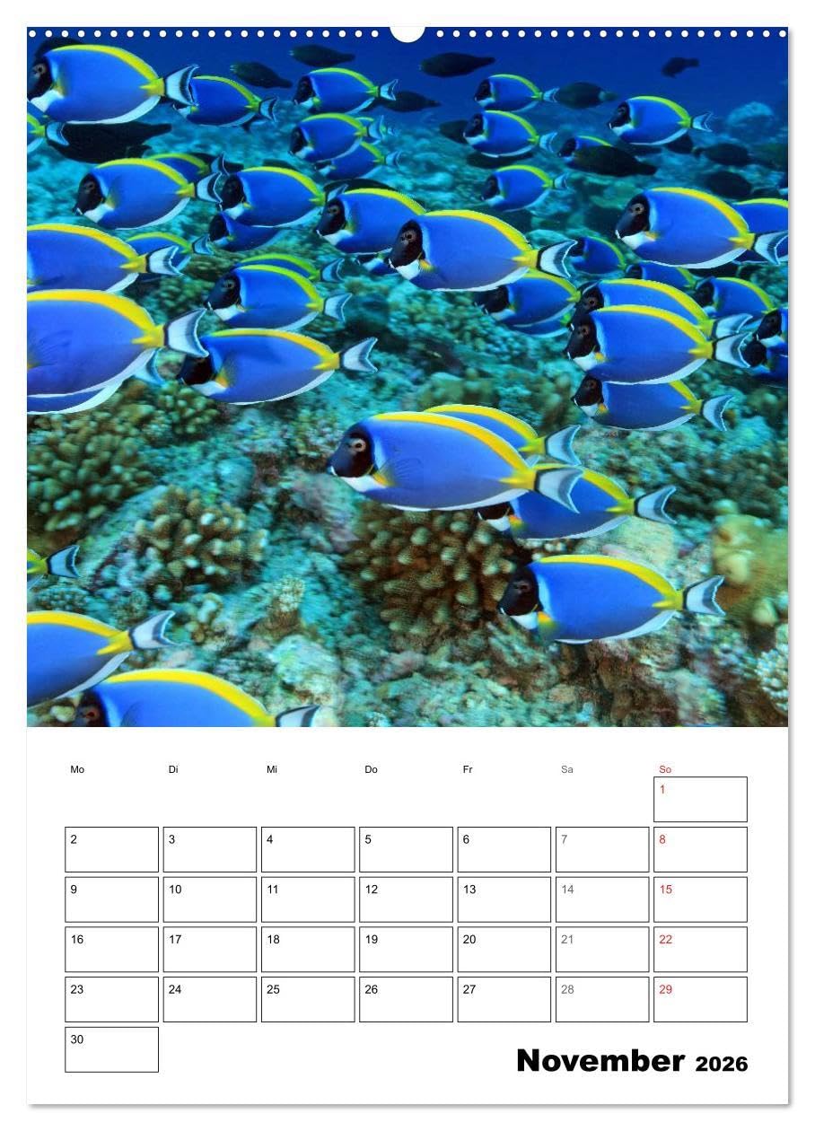 Tauchen - Abtauchen und Staunen (hochwertiger Premium Wandkalender 2026 DIN A2 hoch), Kunstdruck in Hochglanz: Abtauchen in die faszinierende Unterwasserwelt unserer Meere
