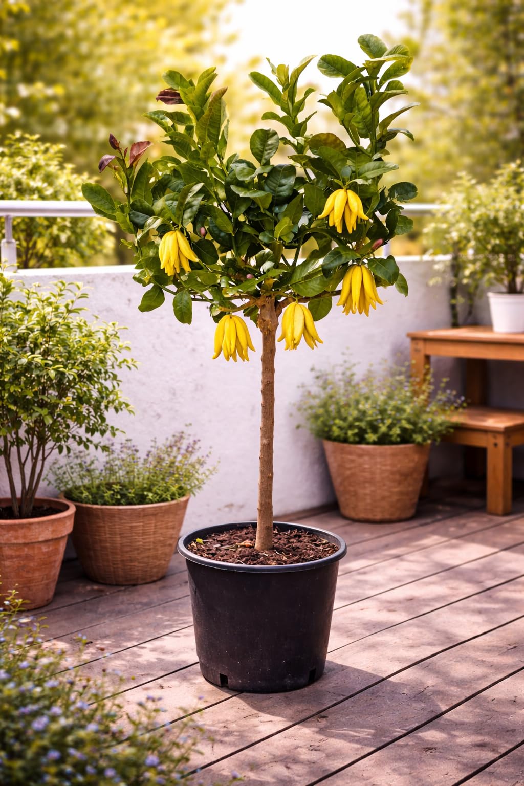 Buddhas Hand Zitrone  Exotische Zitruspflanze 130-170 cm Citrus medica |  Duftende Zitrone fr Garten & Balkon : Amazon.de: Garten