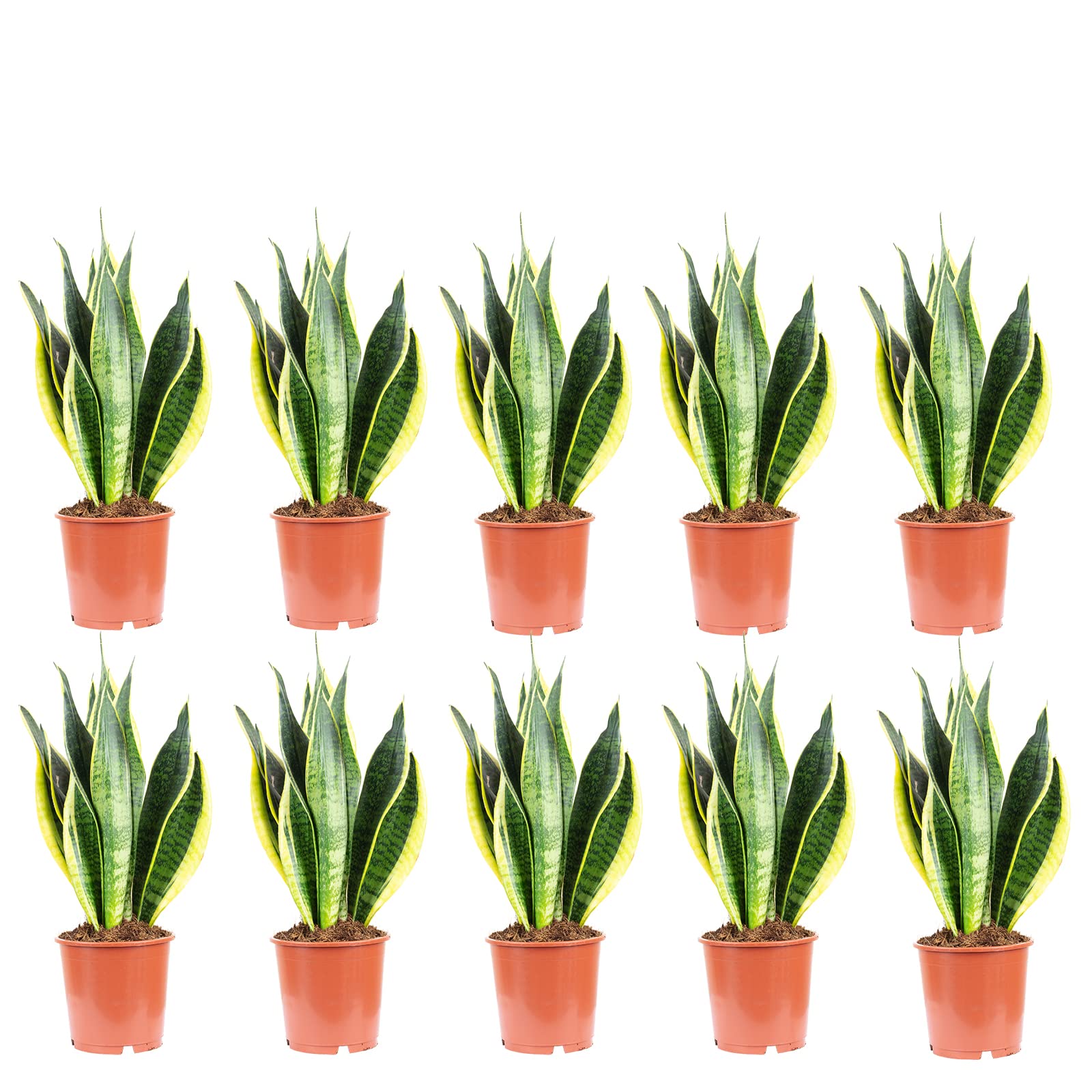 10er-Set Bogenhanf - echte Zimmerpflanze, Sansevieria trifasciata Laurentii - Höhe ca. 45 cm, Topf-Ø 14 cm