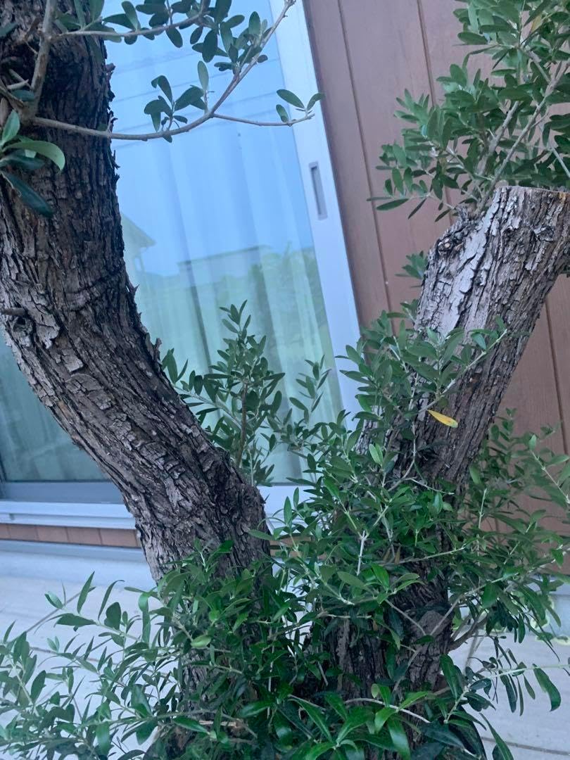 か*お様 オールドオリーブ 古木オリーブ オリーブ古木 塊根植物 太木