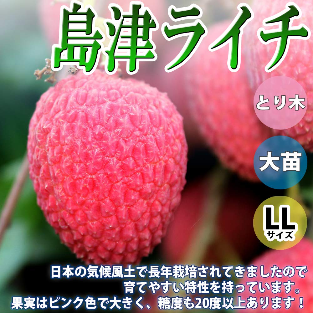 玉荷包　ライチ苗　６号サイズ 玉荷包 ライチ苗 6号サイズ ライチ 玉荷包(ぎょくかほう)とり木
