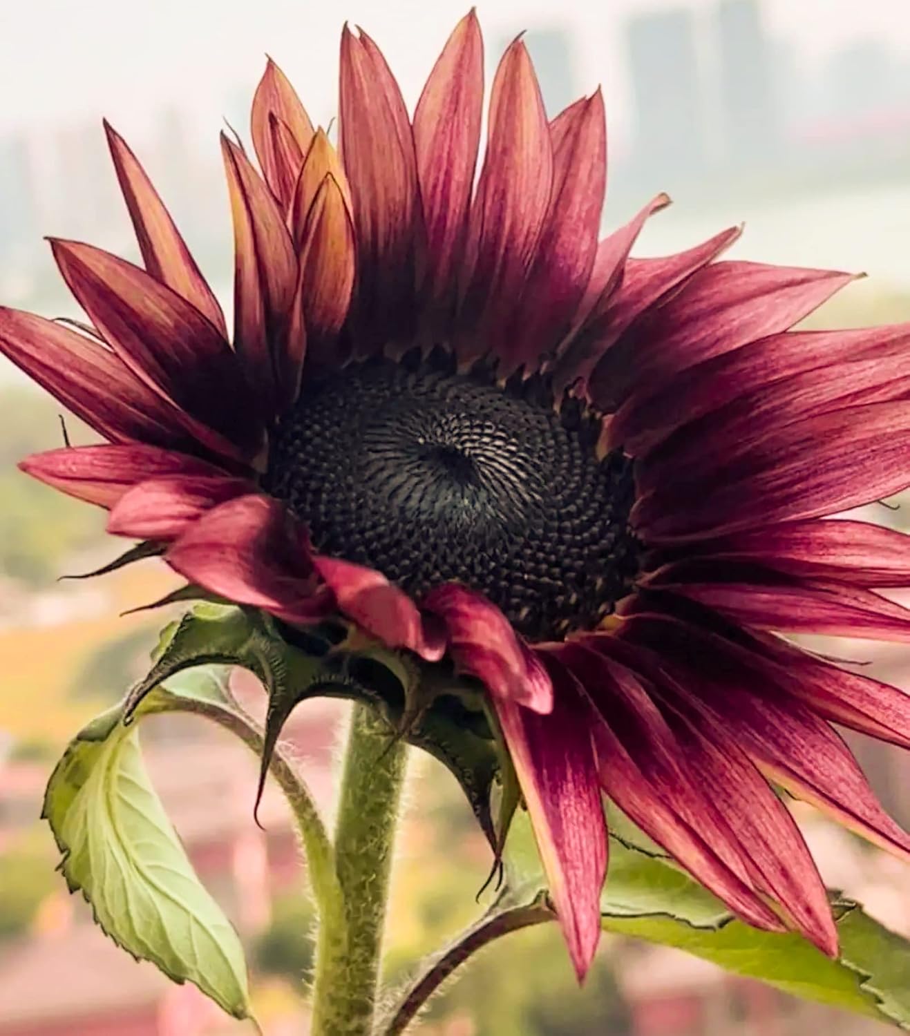 Lovely Sunflower Seeds Gifts Planting Simple to Grow Pots