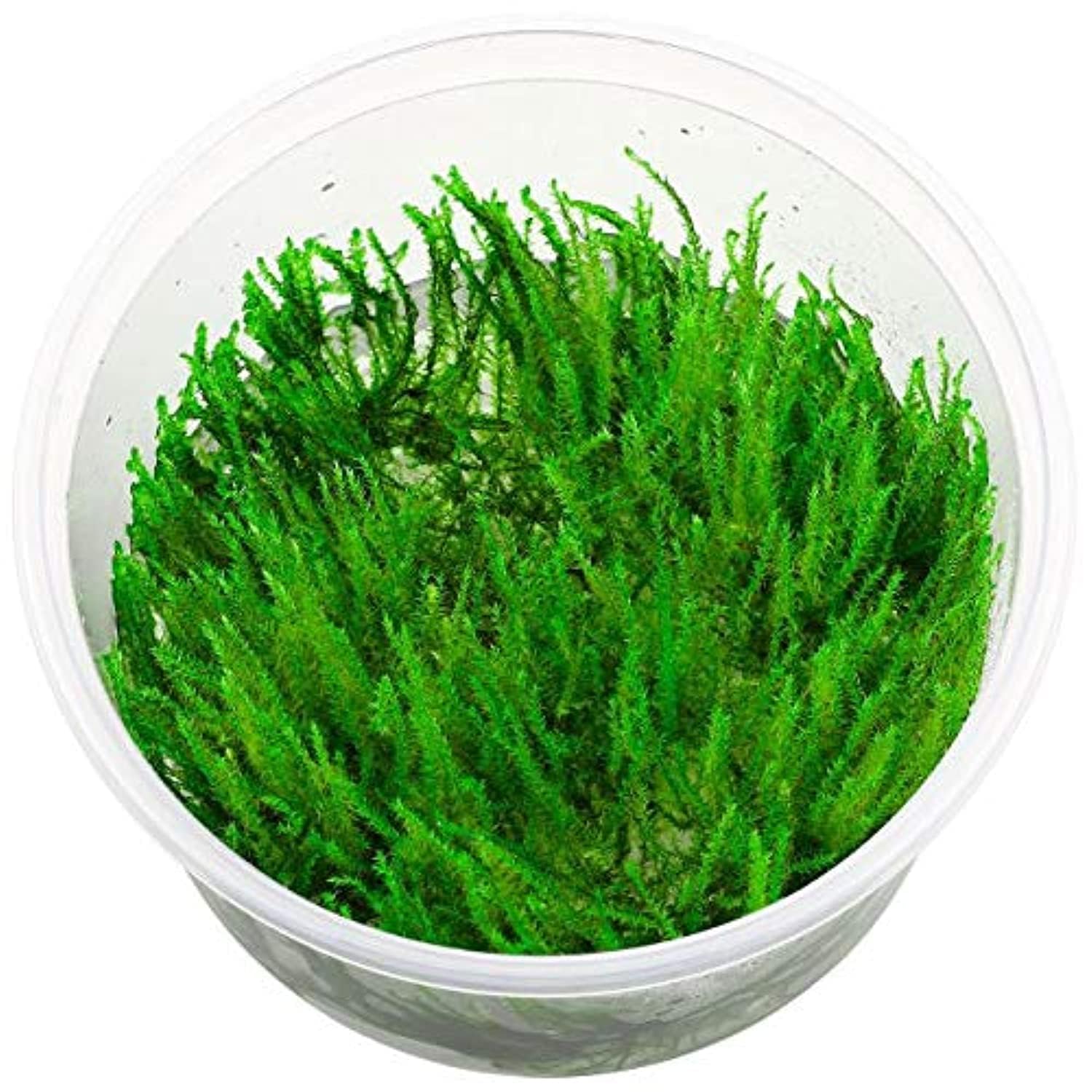 PREMIER PLANTS Vesicularia dubyana Singapore Moss Aquarium LIVE Plants (B07K24RVSQ) Amazon Price History, Amazon Price Tracker