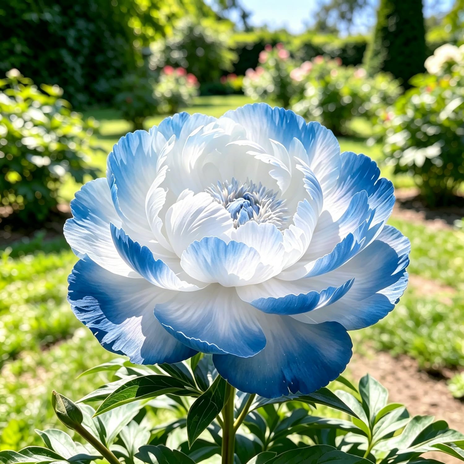 Peony : Vibrant and Colorful Flowers, Long-Lasting Bloom, Drought-Tolerant, top Choice for patios and Balconies Hardy Perennial, Excellent Display-100pcs-A