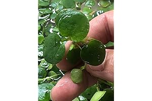 Thriving Frogbit: The Ultimate Aquatic Sanctuary for a Vibrant Aquarium