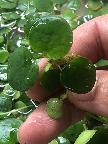 6 Tienda Frogbit (Limnobium Laevigatum), acuario vivoplanta flotante acuática de TMD Fishkeeping