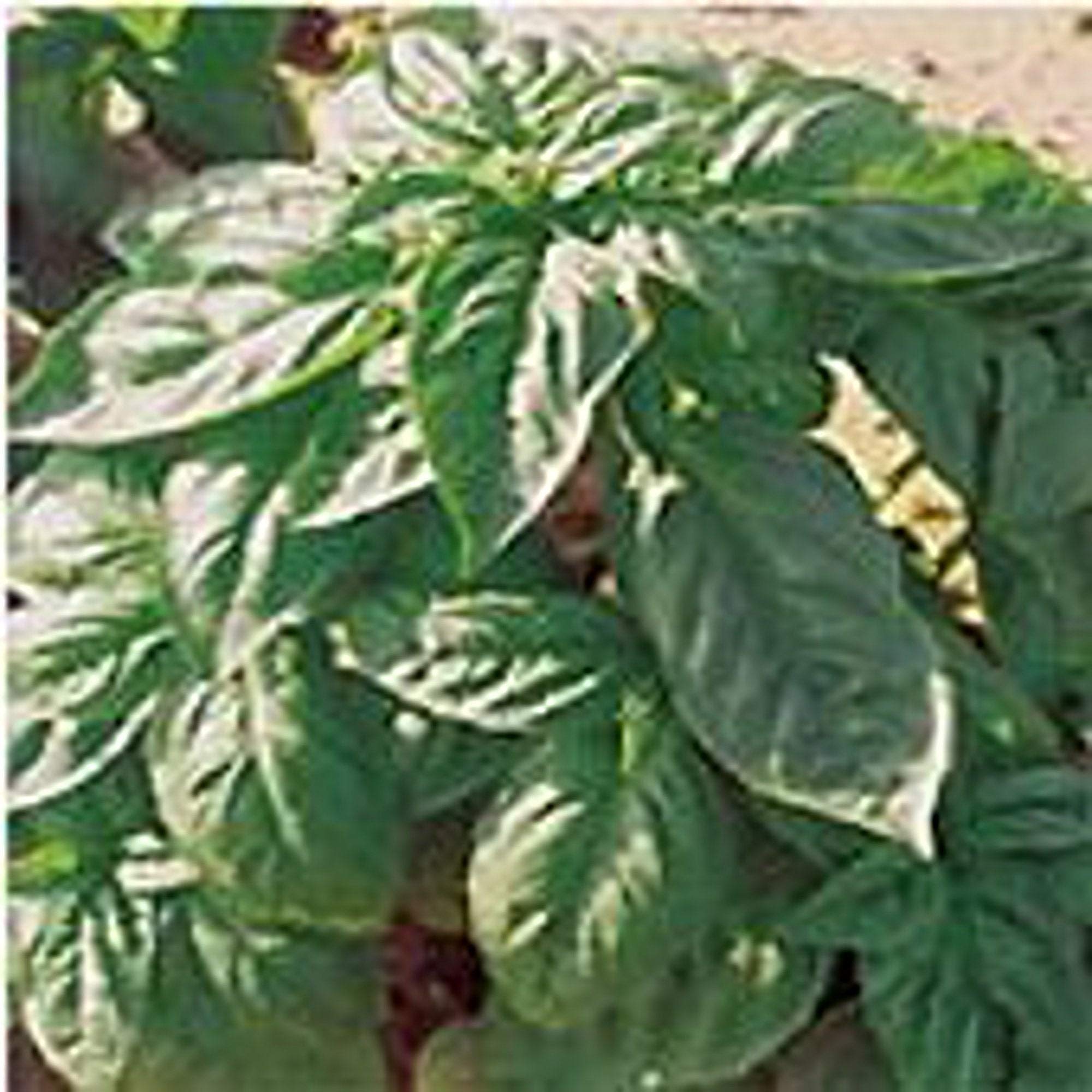 Amazon.com : Nufar Basil Seeds (25+ Seeds) : Patio, Lawn & Garden