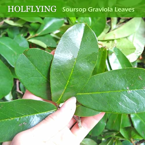 Miniatura 5 de Hojas naturales de guanábana graviola para té, hojas enteras de graviola de guanábana, té de hojas de hierbas, 2.5 onzas (2.47 oz)