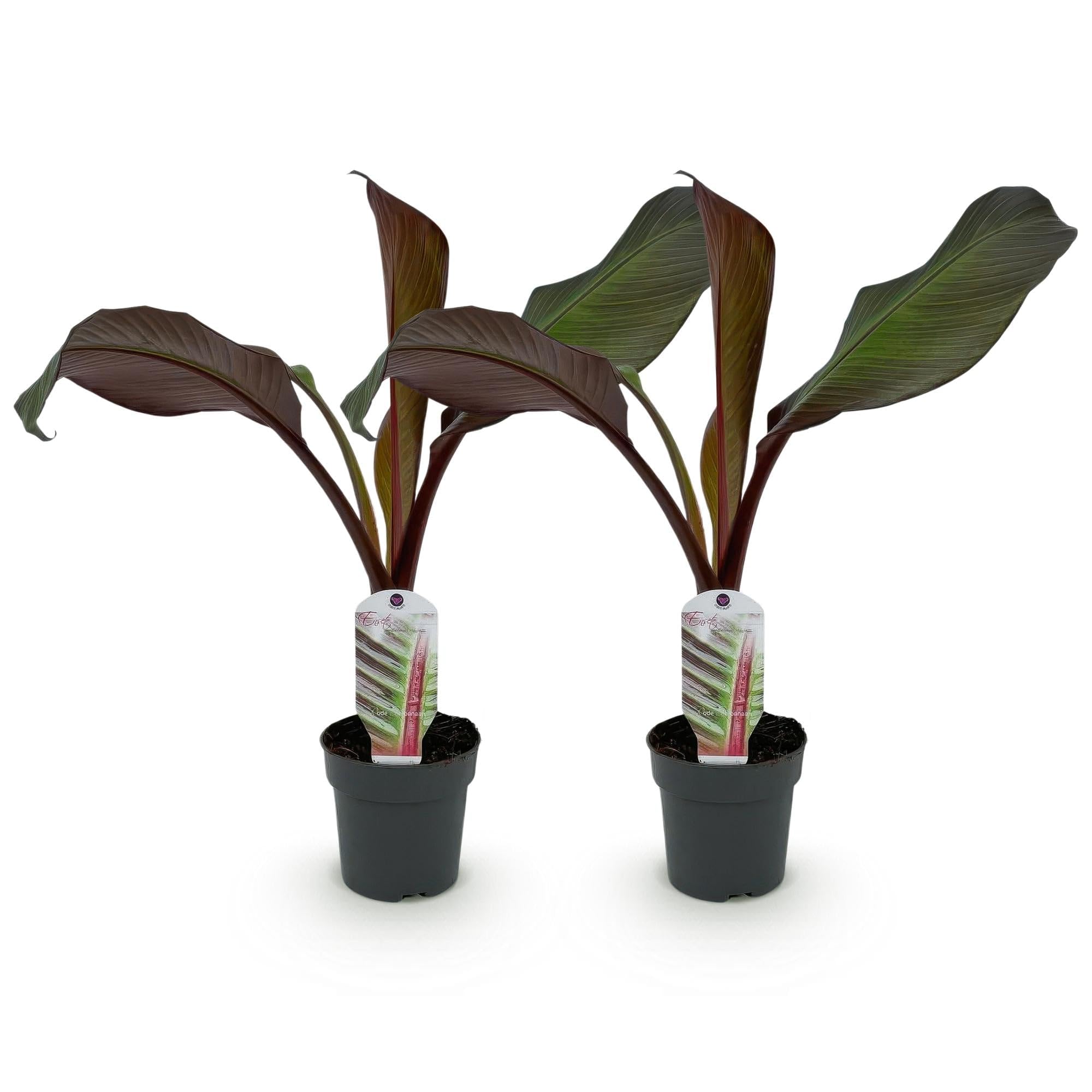 Pianta di banana Ensete ventricosum Maurelli, 6 piante, resistente all'inverno, banana da giardino tropicale, diametro 12 cm, altezza 30 cm, per aiuola e terrazza